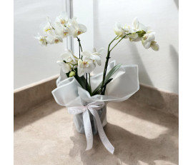 Orchide 2